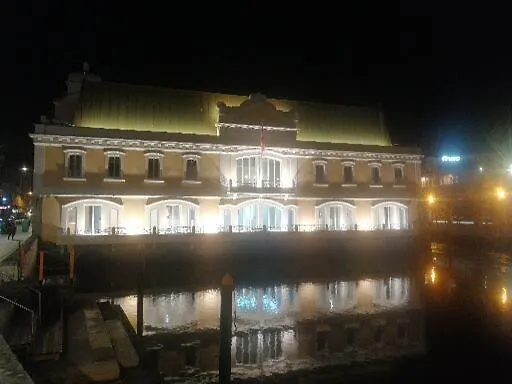 Ficus Benjamina Aveiro